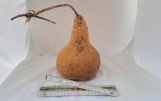 Kalebasse mit Bauch und Hals  24 cm Typ  "Bianca"