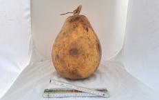 Kalebasse mit Bauch und Hals  29 cm Typ  "Kettle Gourd" - "Birne"