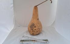 Kalebasse mit Bauch und Hals 30 cm Typ   "Bianca"