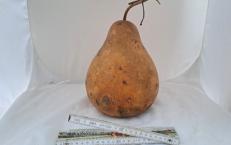 Kalebasse mit Bauch 22 cm Typ  "Kettle Gourd"