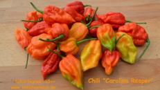 Chili „Carolina Reaper“
