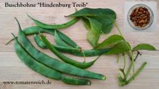 Hindenburg Treib - Buschbohne