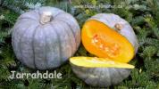 Jarrahdale - Speisekürbis