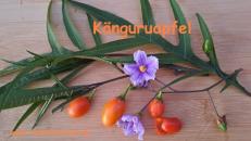 Känguru-Apfel - Poroporo