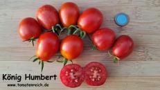 "König Humbert" Tomate