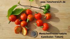 Menschenfressertomate - Kannibalen-Tomate