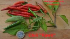 Rawit - kleiner, roter scharfer Chili