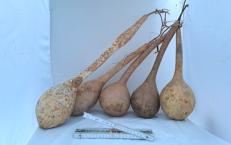 Kalebassen – Sparpaket 5 große Kalebassen "Long Dipper - Bianca"