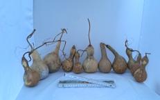 11 kleine Kalebassen Typ "Bottle" und "Bianca" Sparpaket