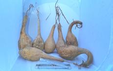 7 große Kalebassen Sparpaket - Typ "Mareka" - Dinosaurier-Kalebassen