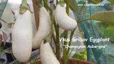 Champignon Aubergine " Vkus Gribov Eggplant"